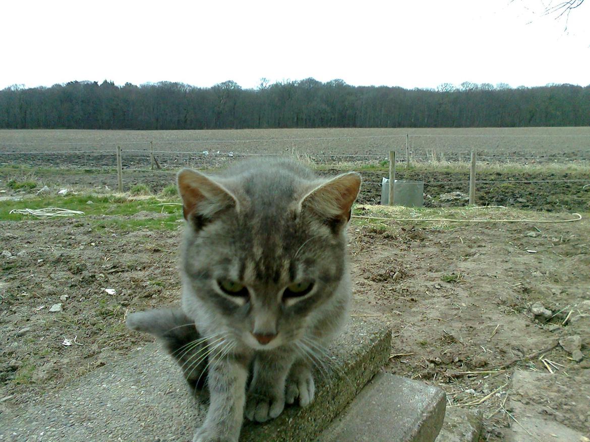 Huskat Messi billede 2