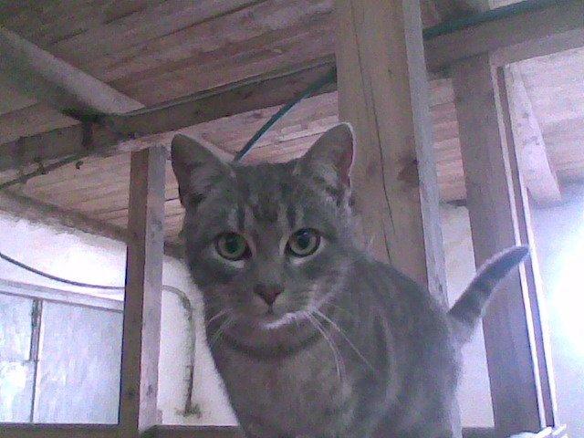 Huskat Messi billede 3