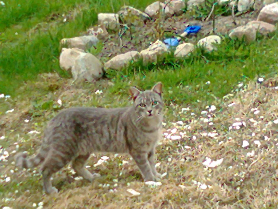 Huskat Messi billede 4