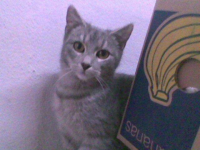 Huskat Messi billede 5