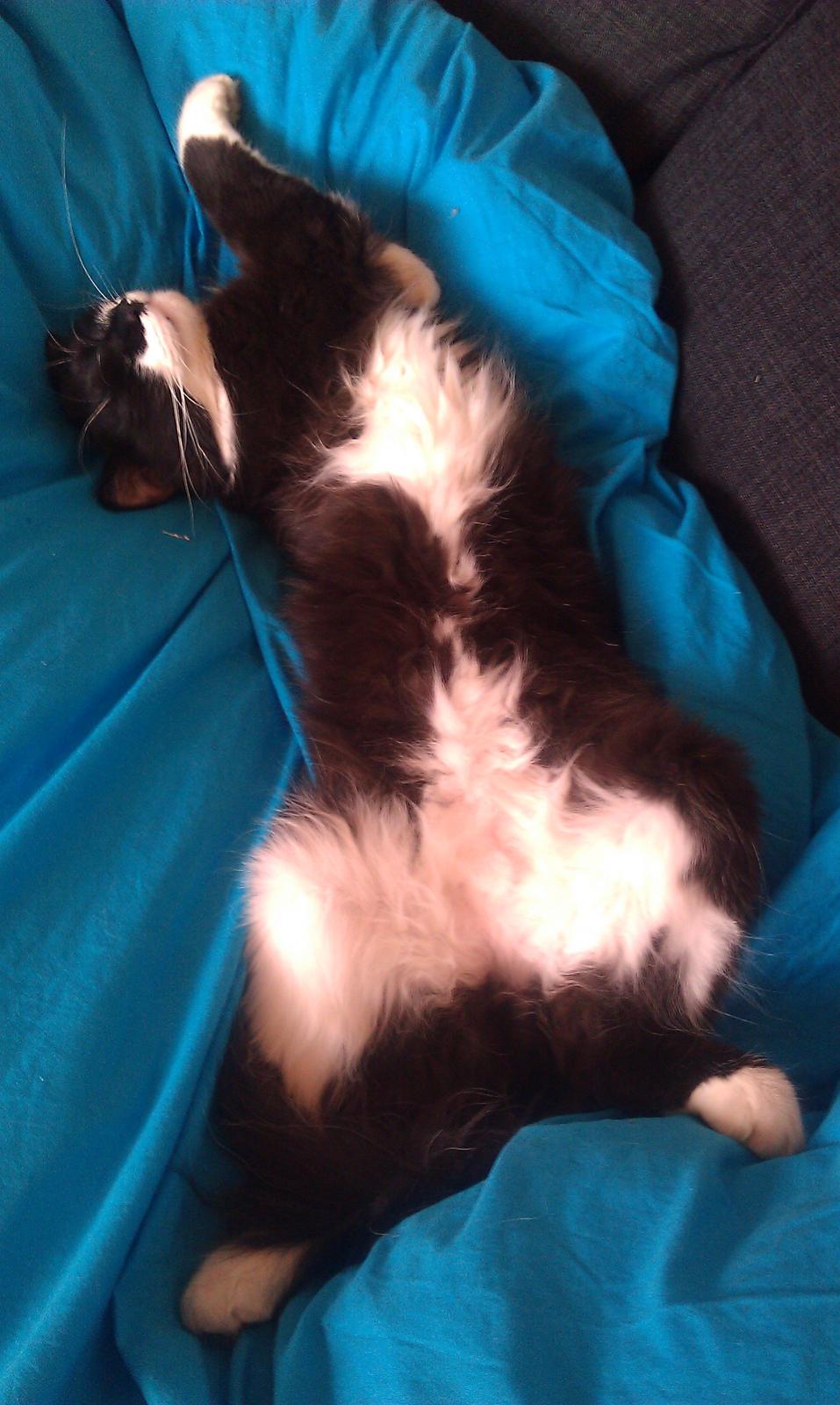 Blanding af racer Jackson - Sådan gør Jackson, når han virkelig feder den af :-D og så vil han meget gerne nusses på maven! billede 9