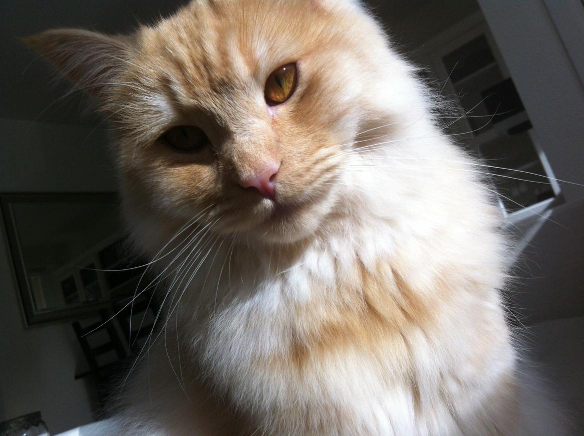 Blanding af racer Simba billede 10