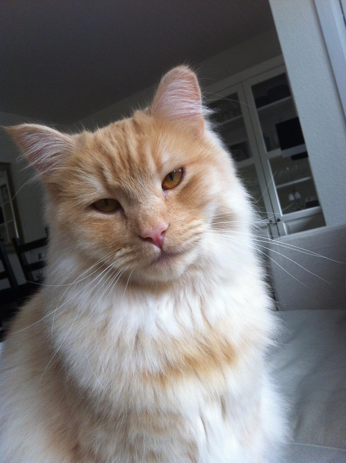 Blanding af racer Simba billede 11