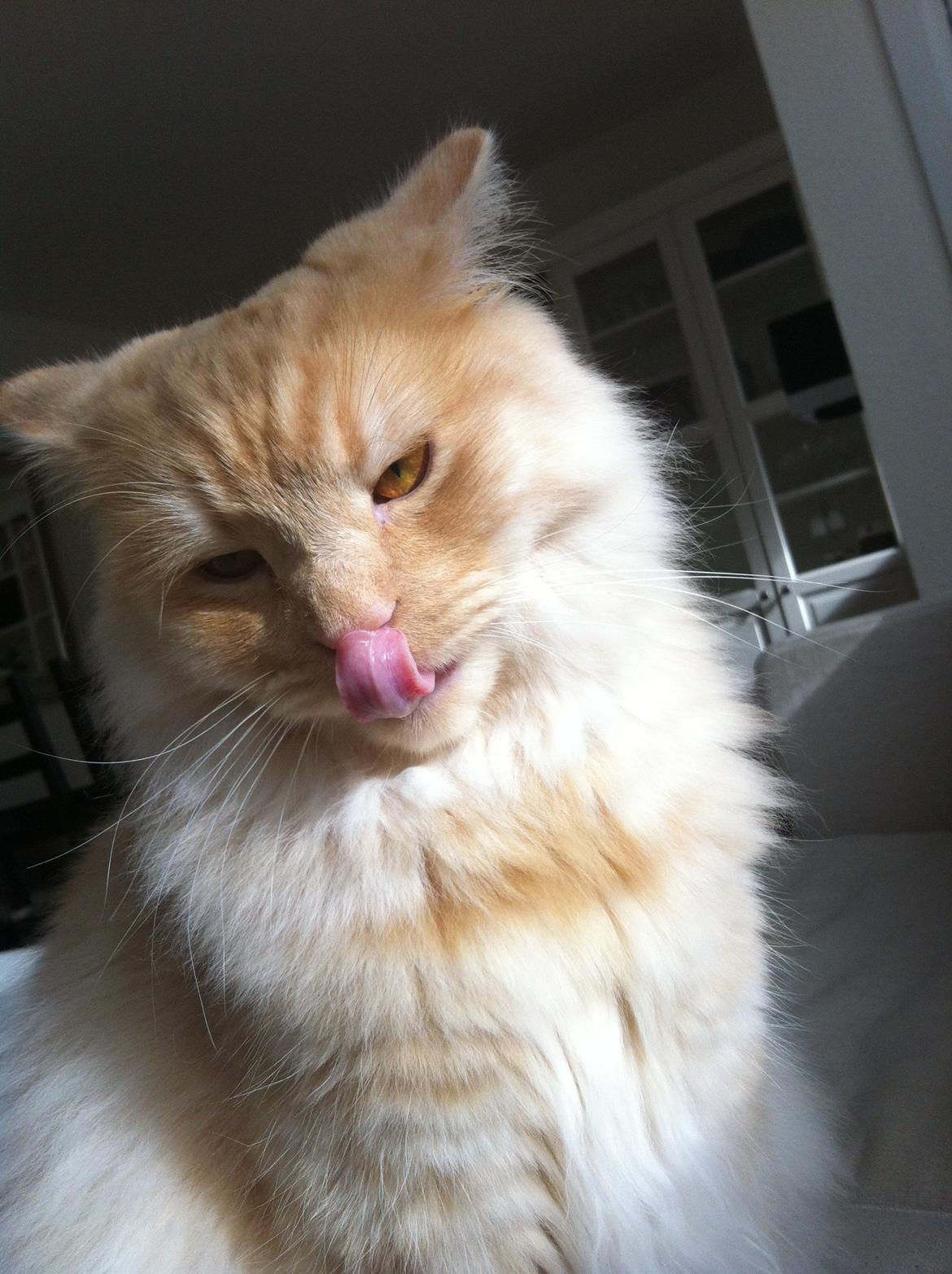 Blanding af racer Simba billede 12