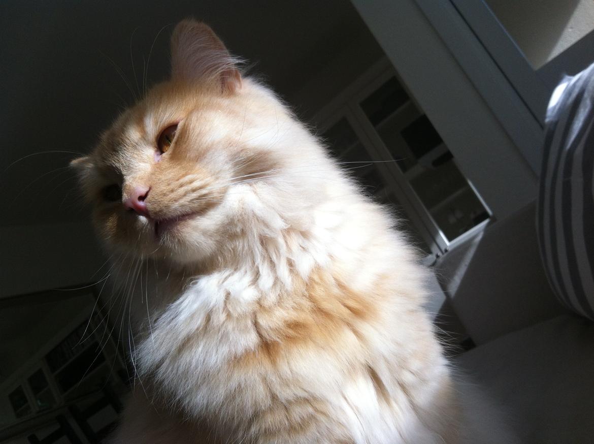 Blanding af racer Simba billede 13