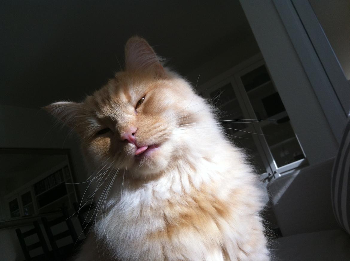 Blanding af racer Simba billede 14