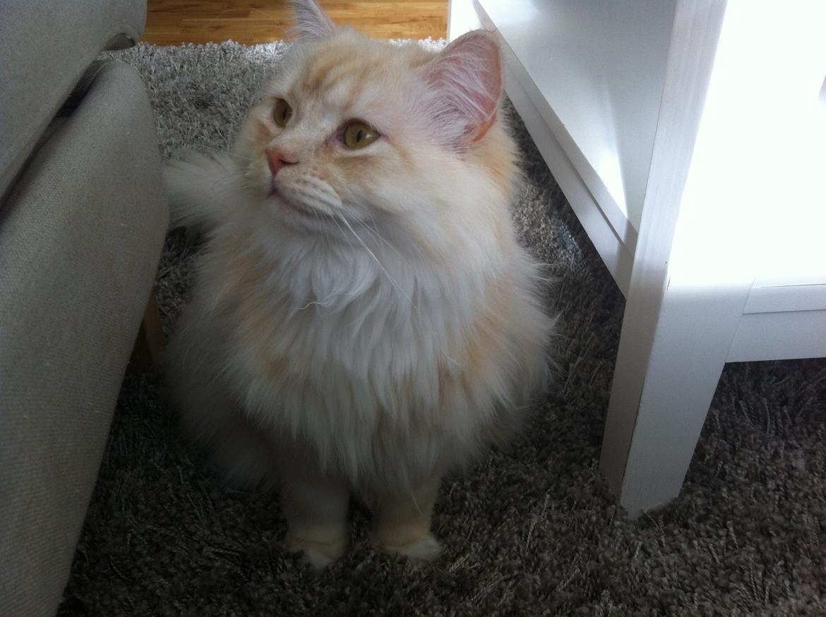 Blanding af racer Malibu billede 11