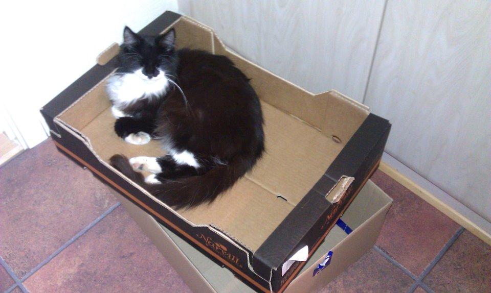 Blanding af racer Jackson - Jeg fandt lige en papkasse at lægge mig i, hehe. billede 10