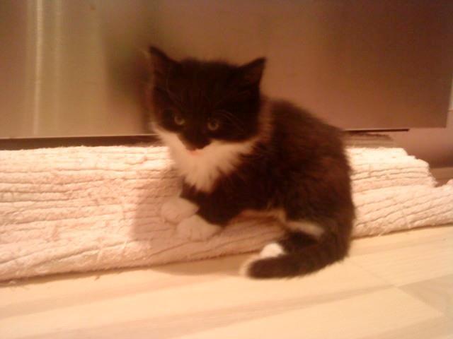 Blanding af racer Jackson - Jackson som killing (nogle uger gammel) - taget før jeg fik ham. Nååååårh :-) lille uldtot :-) billede 4