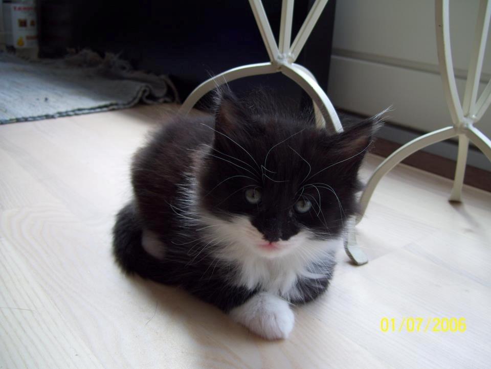 Blanding af racer Jackson - Jackson som killing (nogle uger gammel) - taget før jeg fik ham. Det var dette billede af ham jeg første gang forelskede mig i, og blev enig med mig selv om, at ham måtte jeg bare have! billede 2