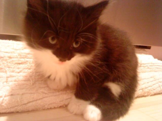 Blanding af racer Jackson - Jackson som killing (nogle uger gammel) - taget før jeg fik ham. Han blev kaldt Pjuske dengang, hihi :-D billede 3