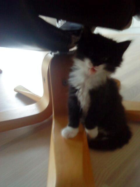 Blanding af racer Jackson - Jackson som killing (nogle uger gammel) - taget før jeg fik ham. Lille frækkert :-D billede 5