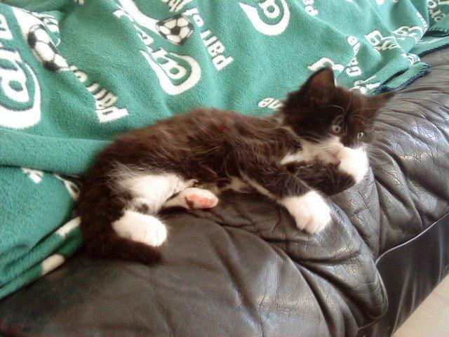 Blanding af racer Jackson - Jackson som killing (nogle uger gammel) - taget før jeg fik ham. Ligger og ser fjerner ;-D billede 6