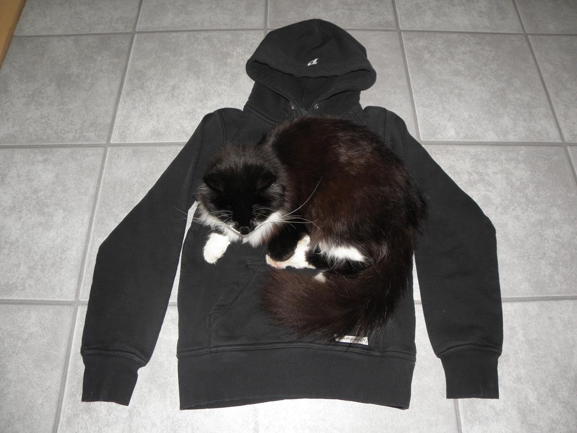 Blanding af racer Jackson - Her er Jackson ca. 10 måneder gammel. Skulle fotografere noget tøj, som skulle sættes til salg, hvor Jackson lige følte for at komme og lægge sig oven på :-) billede 7