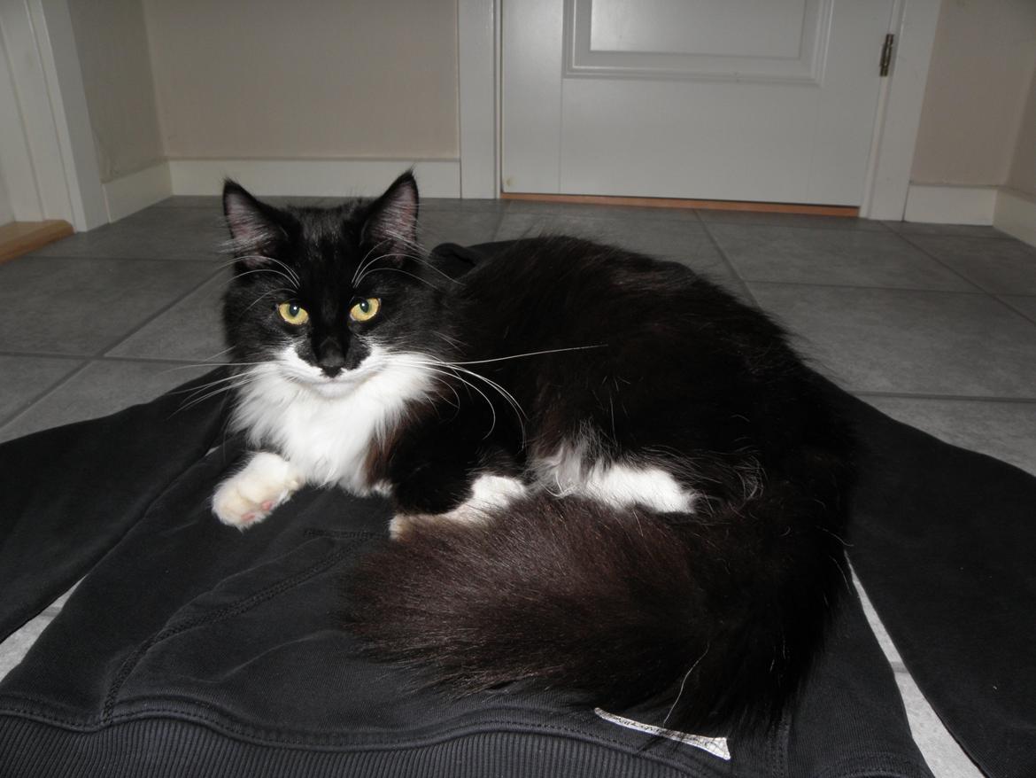 Blanding af racer Jackson - Her er Jackson ca. 10 måneder gammel. Hygger sig på mit tøj :-) billede 1