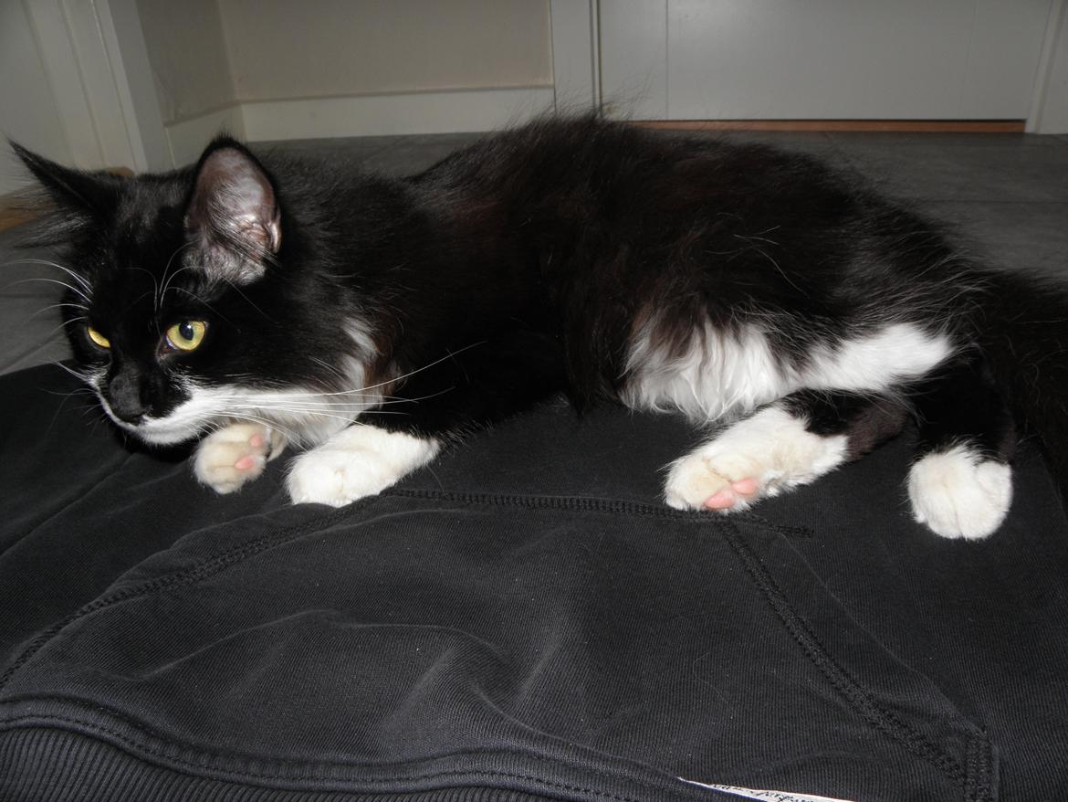 Blanding af racer Jackson - Her er Jackson ca. 10 måneder gammel. billede 8