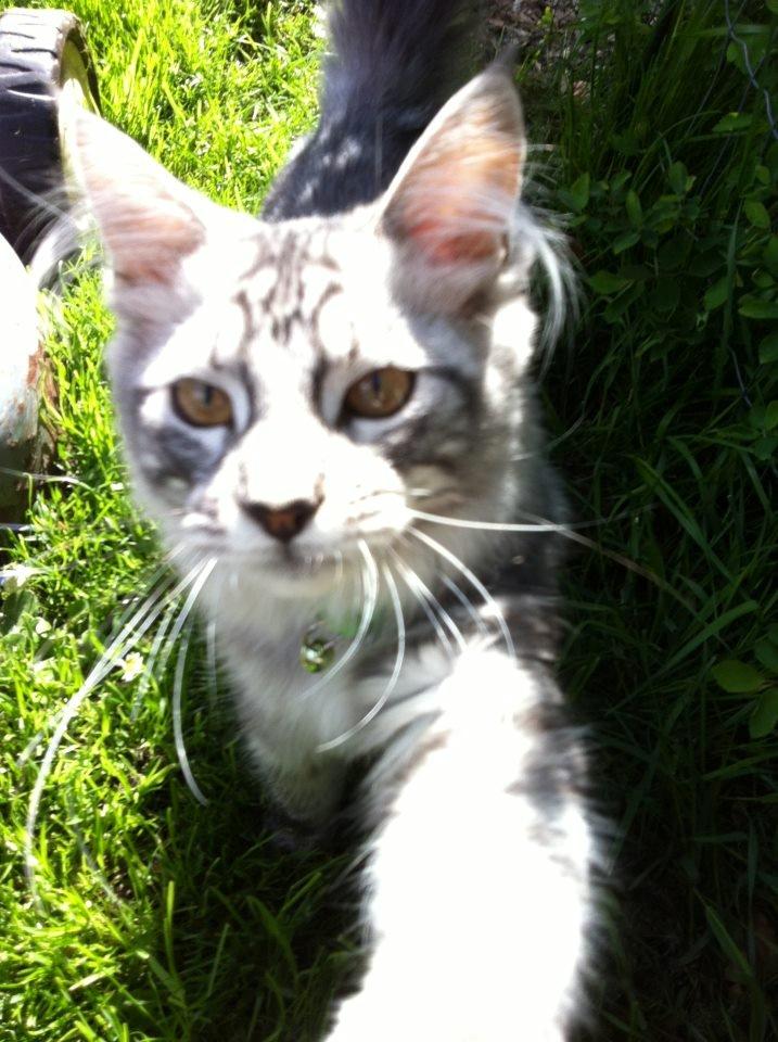 Maine Coon Mono billede 6