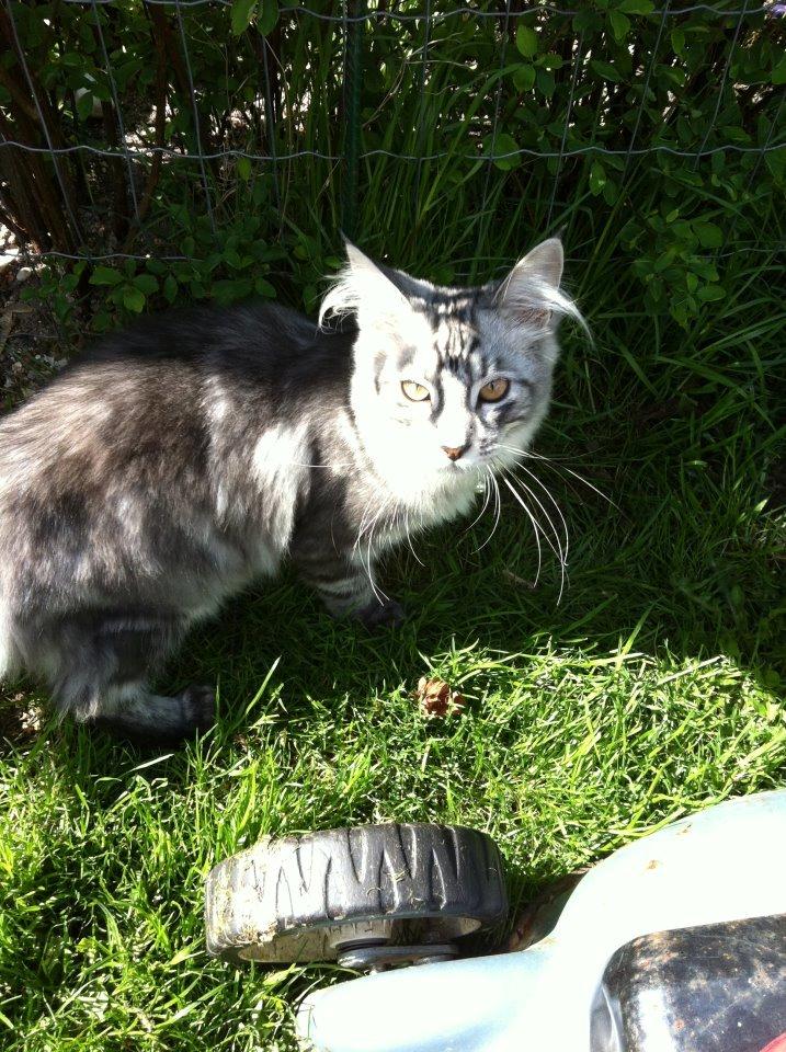 Maine Coon Mono billede 7