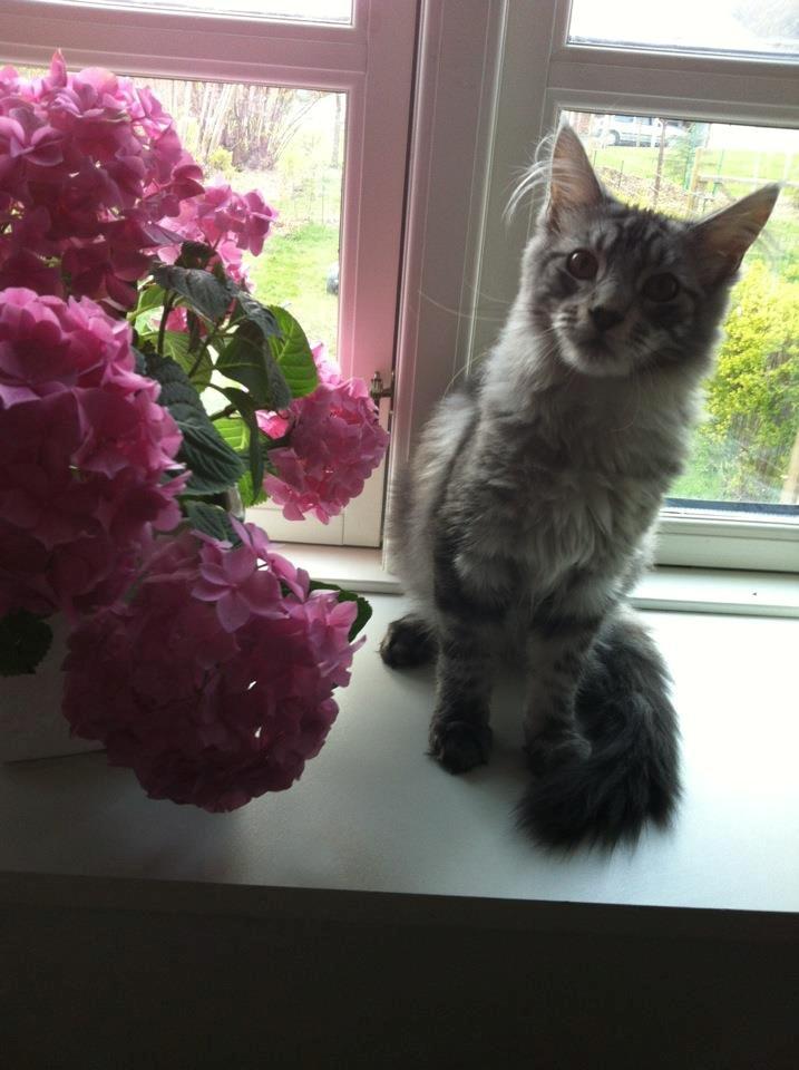 Maine Coon Mono billede 8