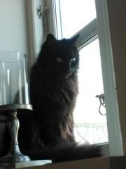 Maine Coon Malou billede 6