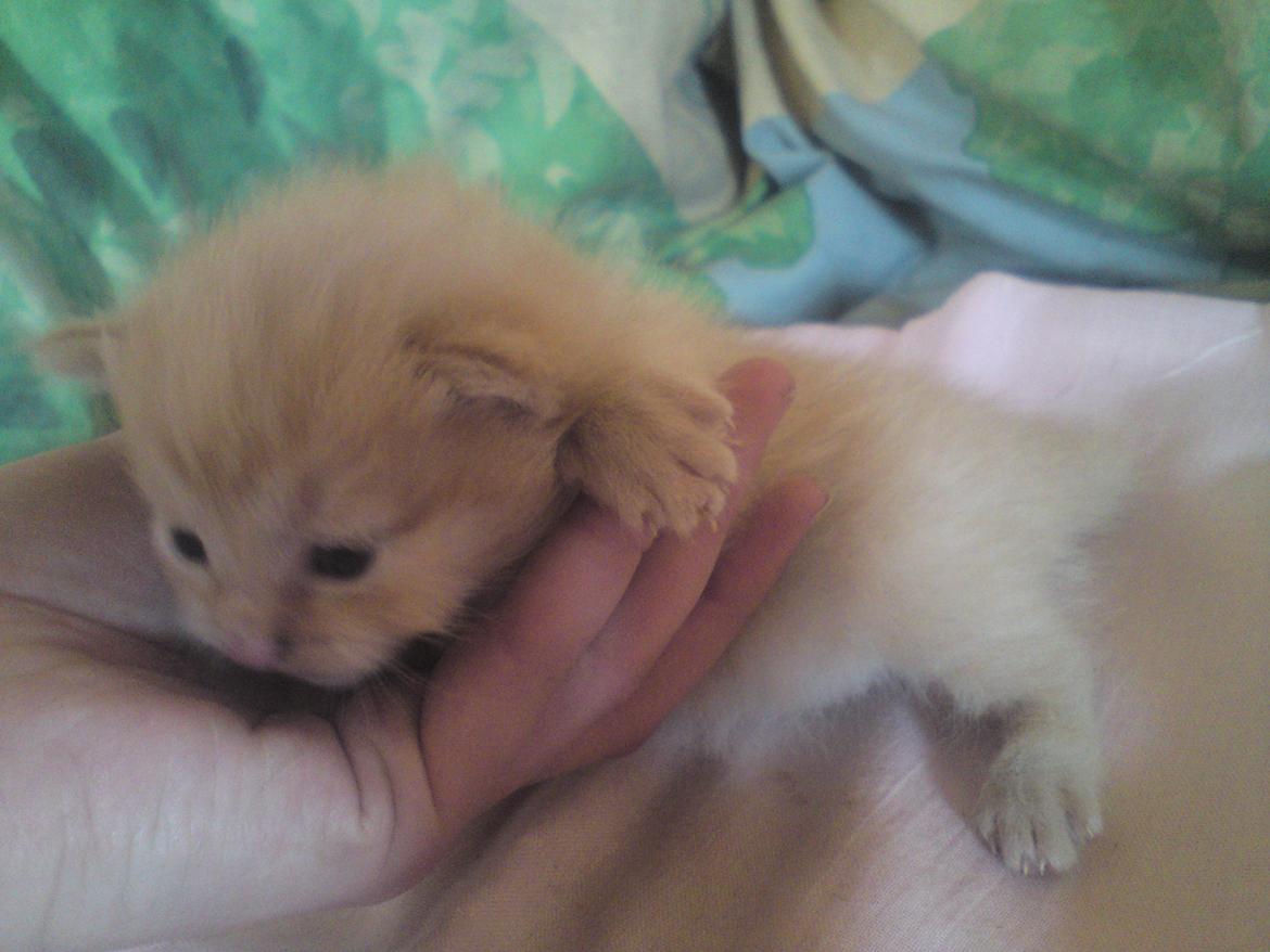Huskat Bailey - 2-6-12 billede 10