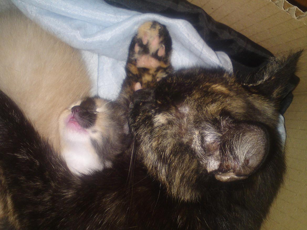 Huskat Maggie - 2-6-12 Gaia hygger med sin mor billede 12