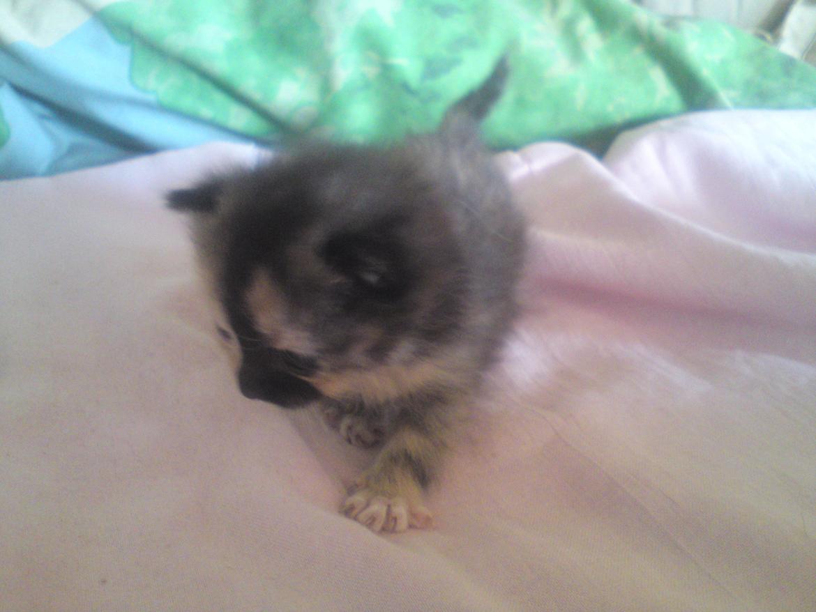 Huskat Maggie - 2-6-12 billede 13