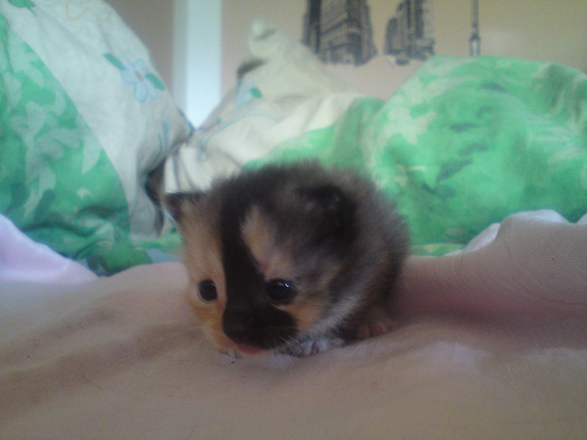 Huskat Maggie - 2-6-12 billede 14