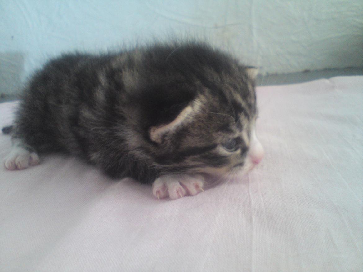 Huskat William - 2-6-12 billede 9