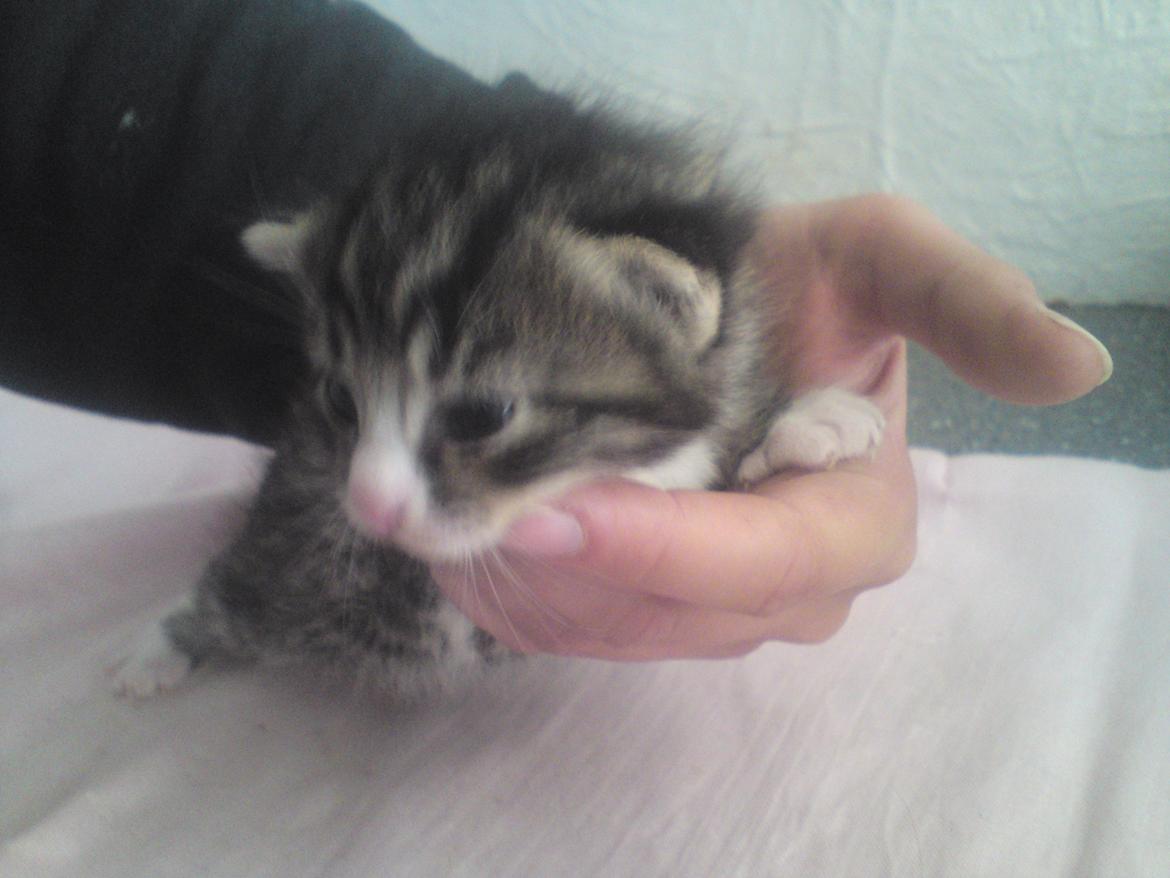 Huskat William - 2-6-12 billede 10