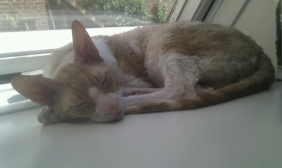 Cornish Rex Nico billede 1