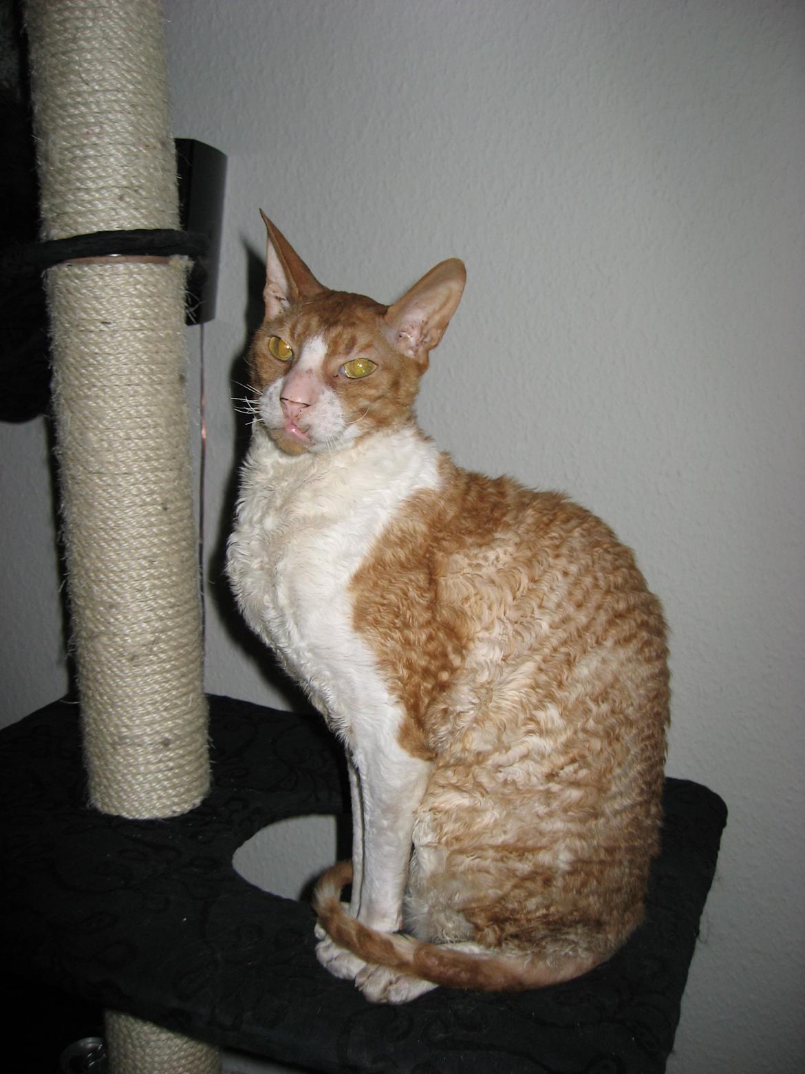 Cornish Rex Nico billede 2