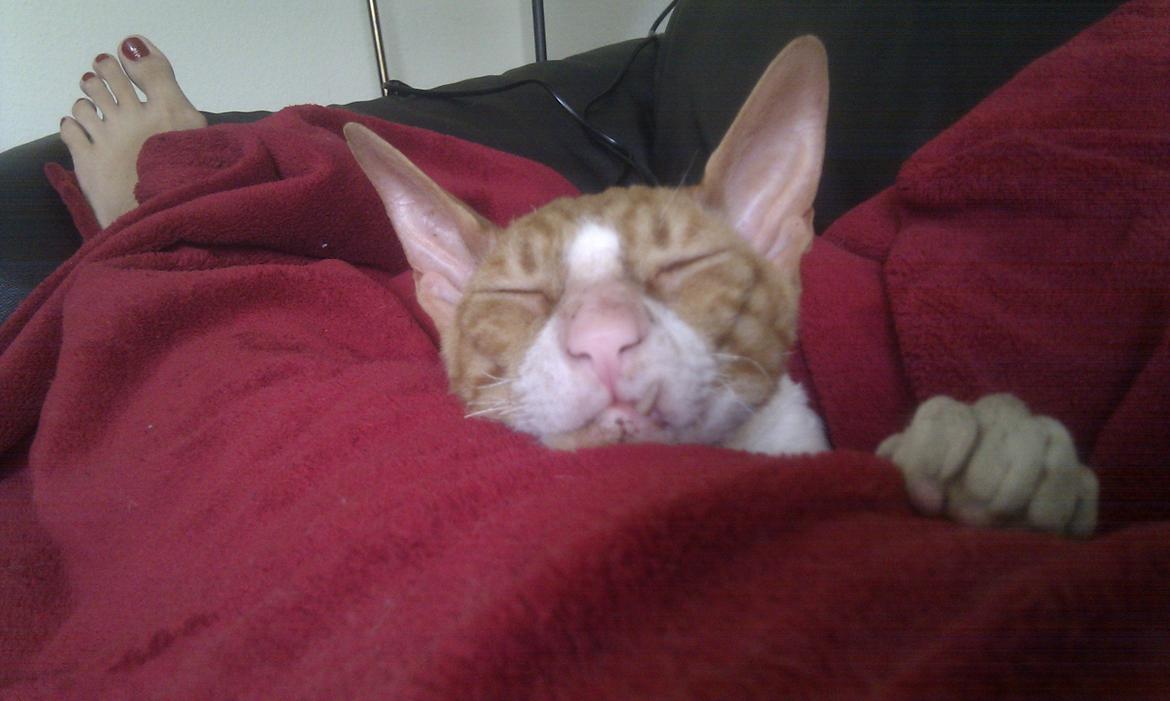 Cornish Rex Nico billede 3