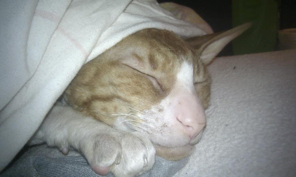 Cornish Rex Nico billede 4