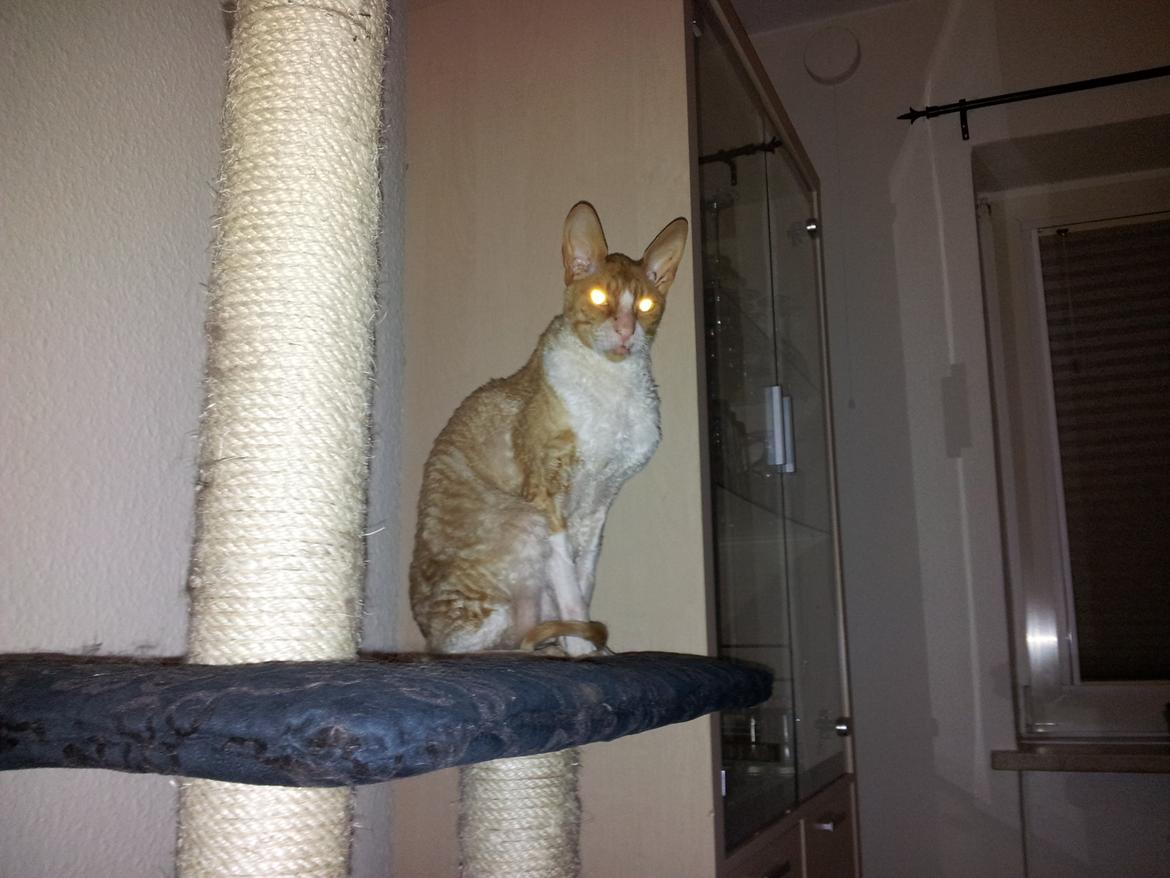 Cornish Rex Nico billede 5