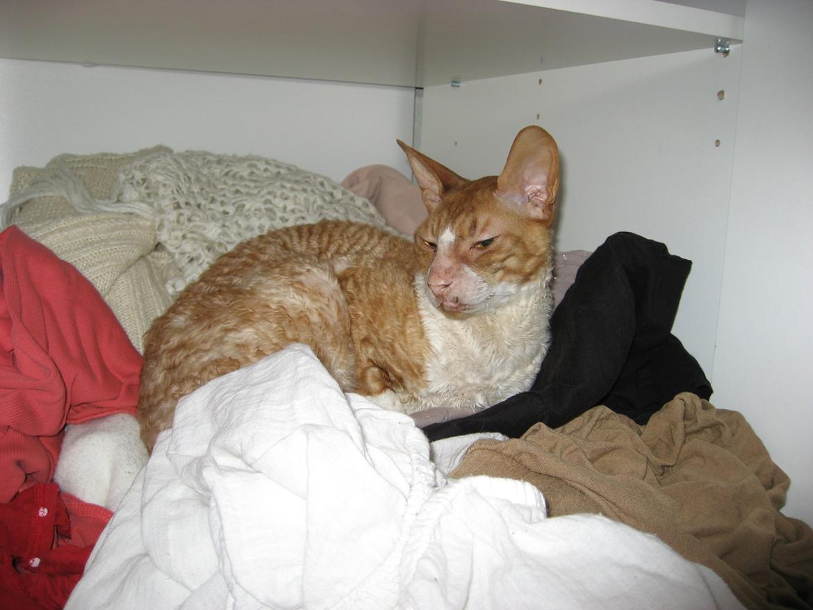 Cornish Rex Nico billede 6