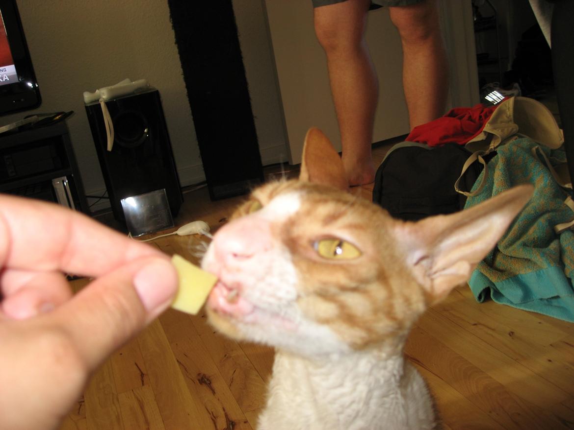 Cornish Rex Nico billede 7