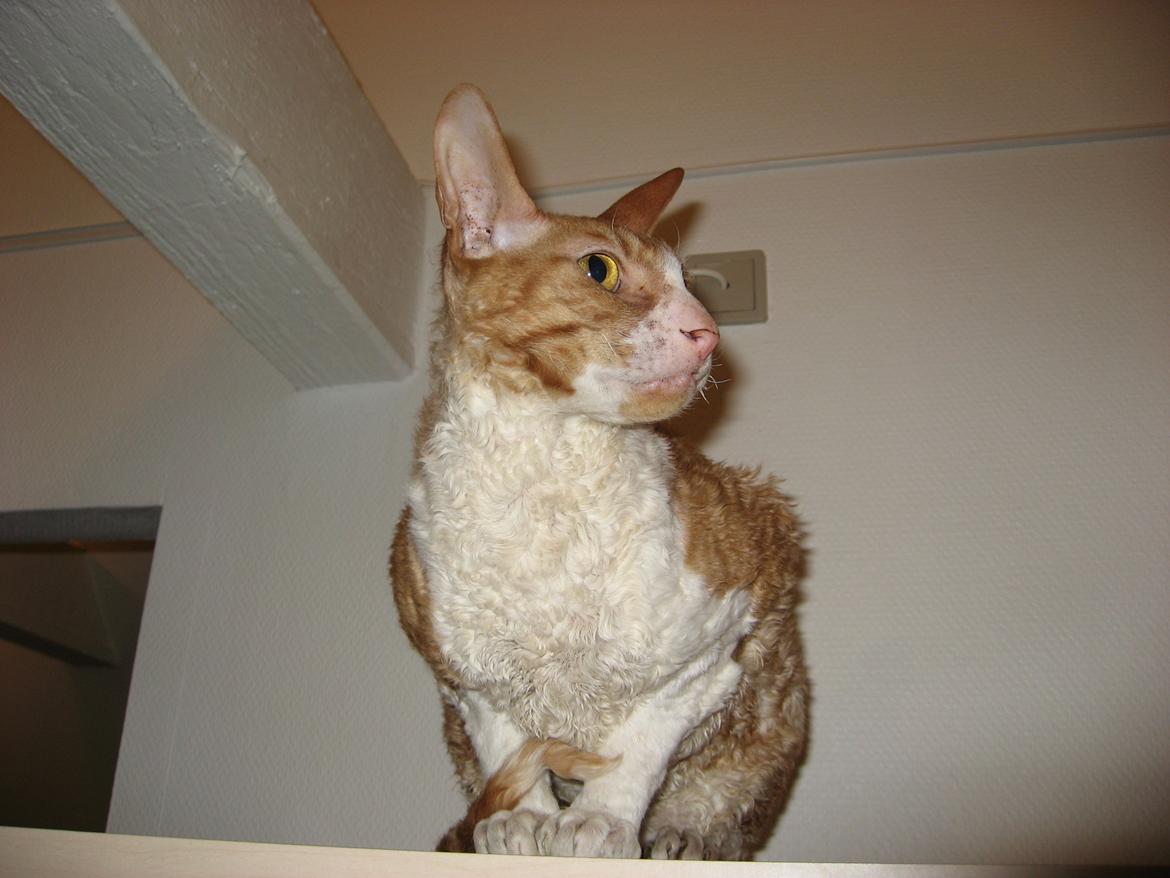 Cornish Rex Nico billede 8