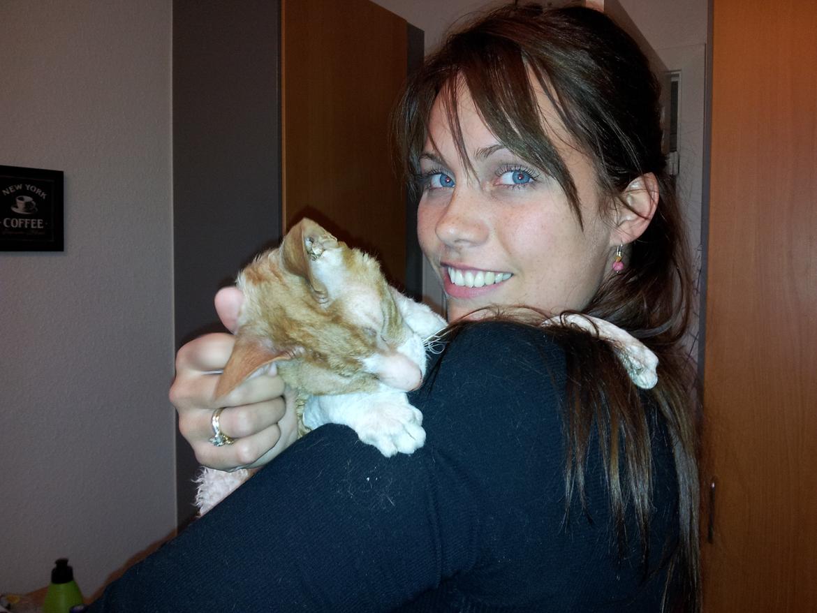 Cornish Rex Nico billede 9