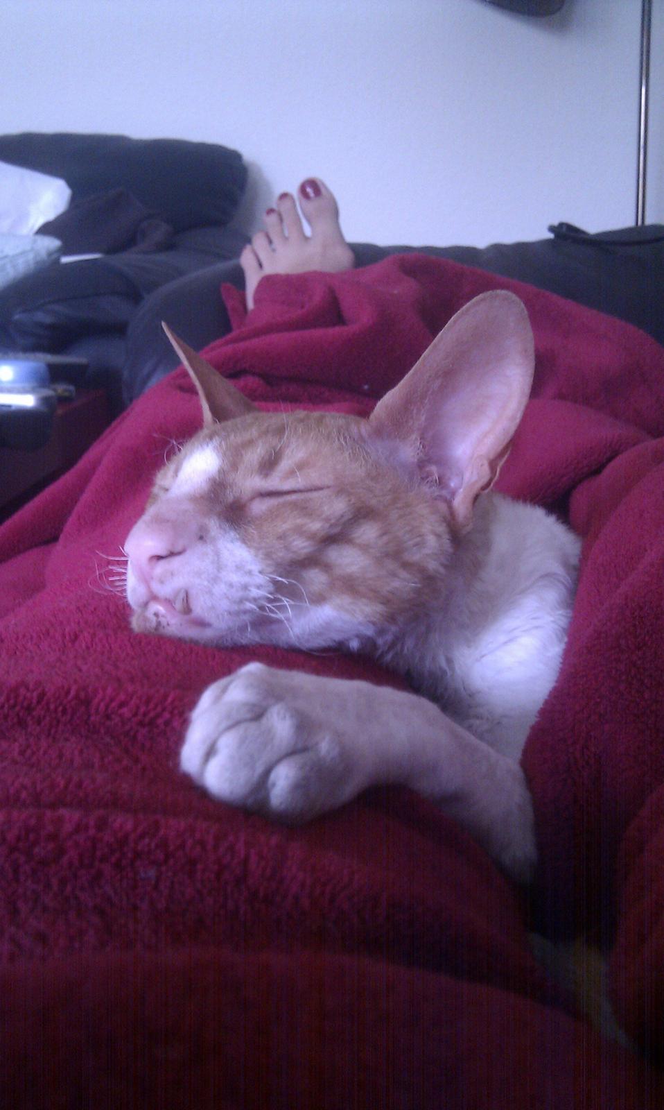 Cornish Rex Nico billede 10