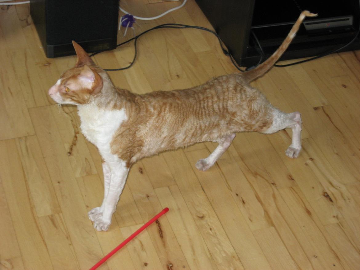 Cornish Rex Nico billede 12