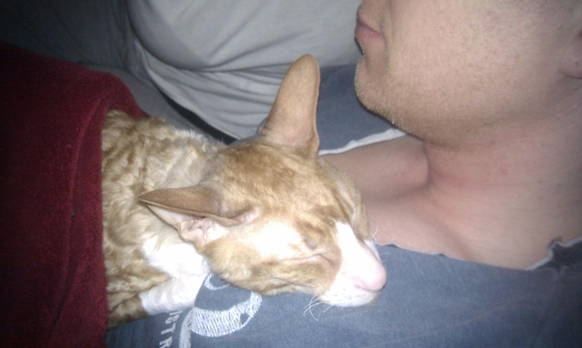 Cornish Rex Nico billede 13