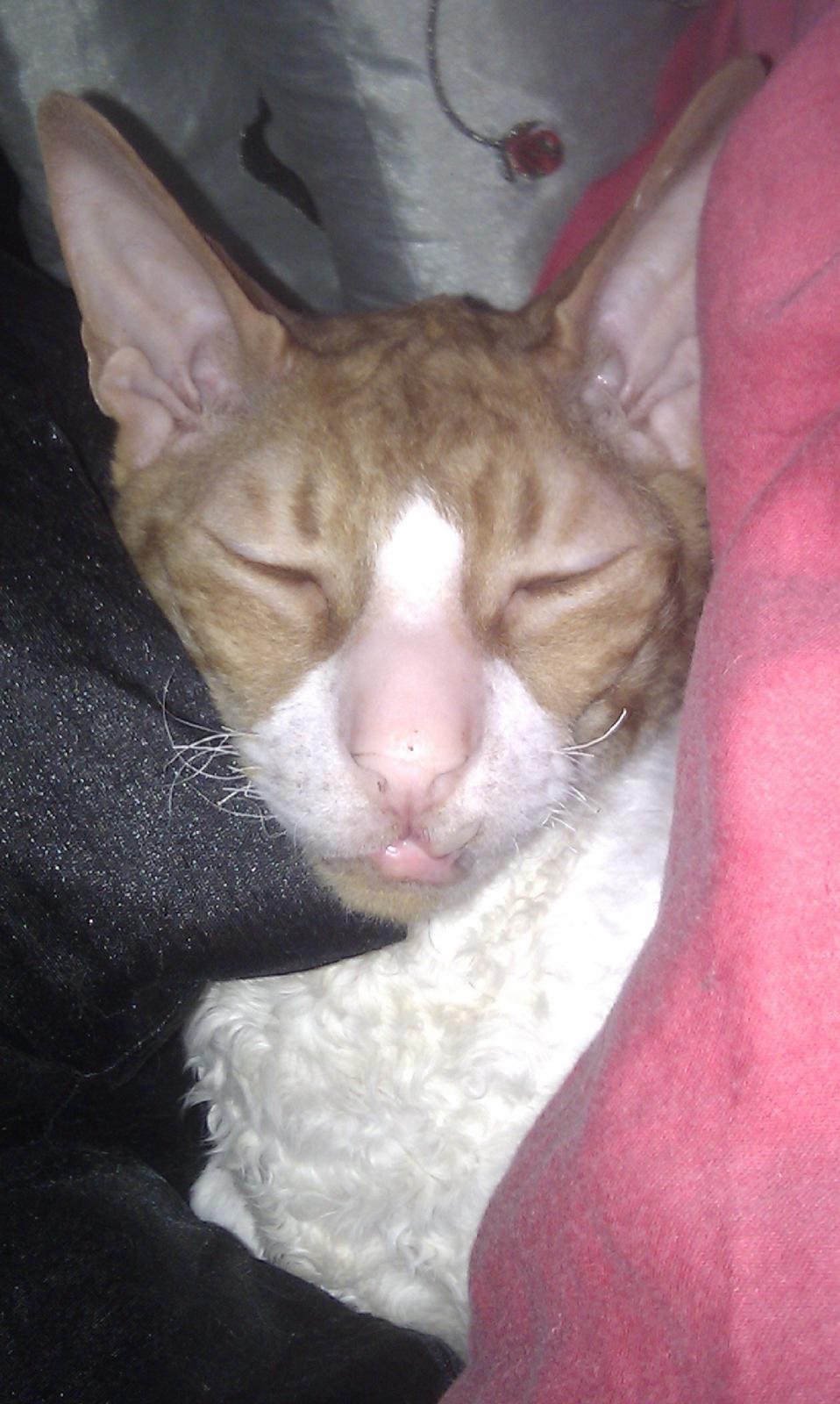 Cornish Rex Nico billede 14
