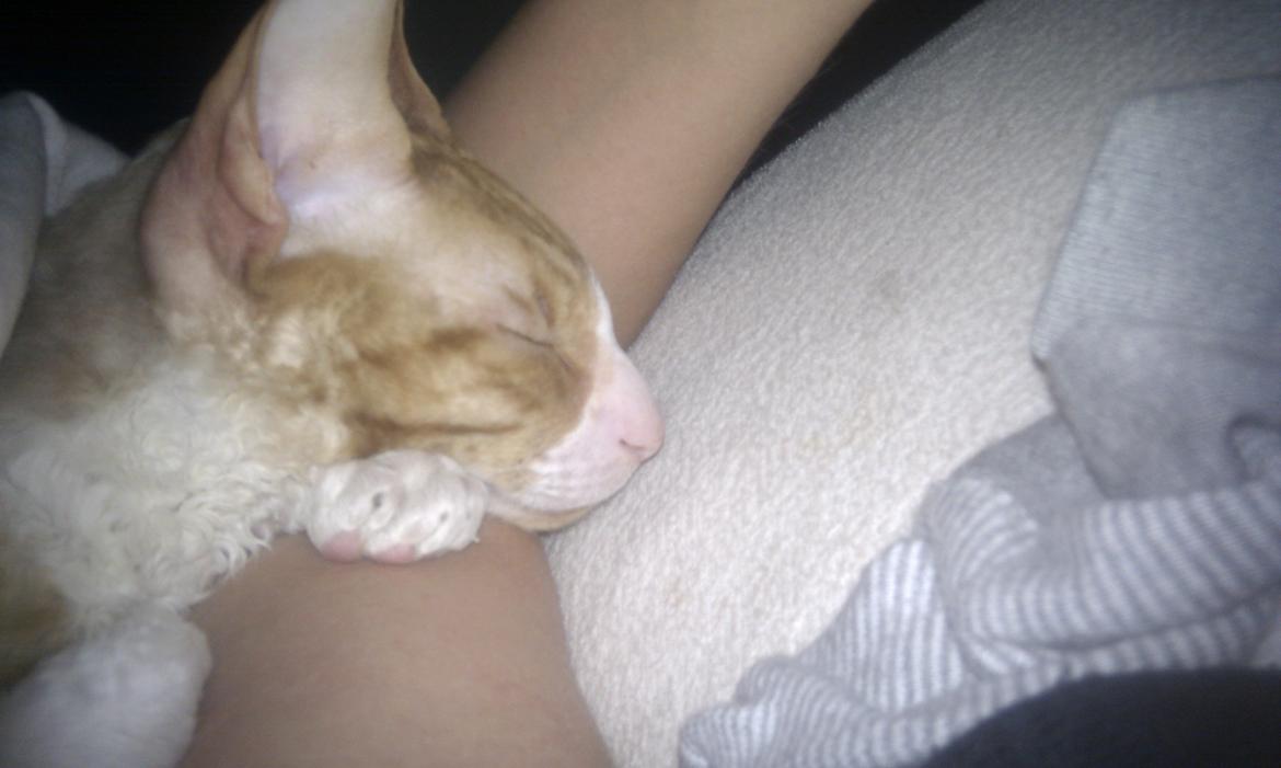 Cornish Rex Nico billede 15