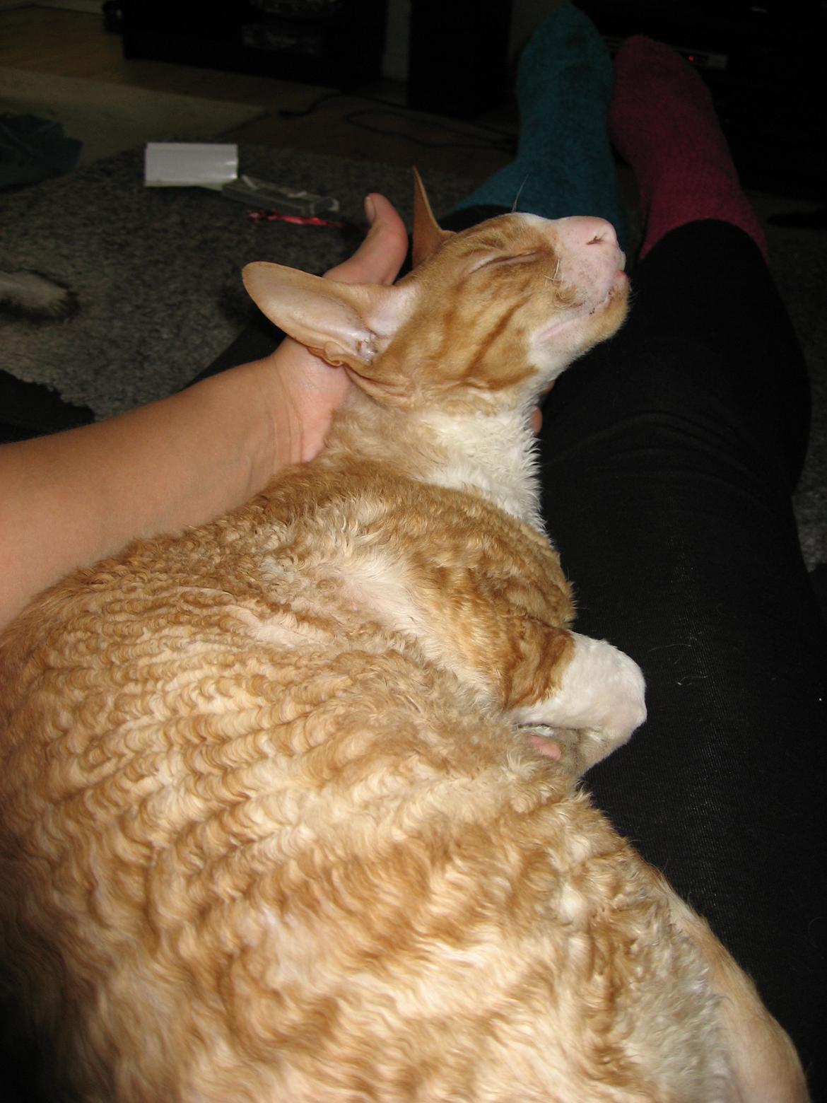 Cornish Rex Nico billede 16