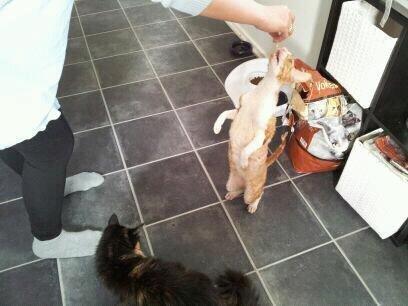 Cornish Rex Nico billede 17