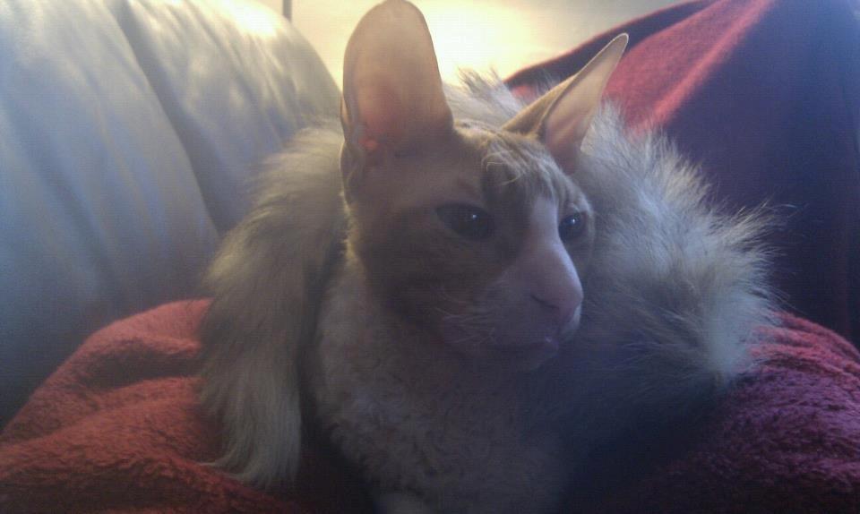Cornish Rex Nico billede 18