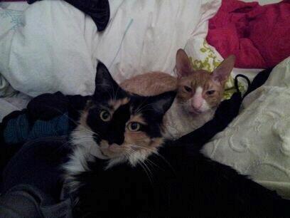 Cornish Rex Nico billede 19