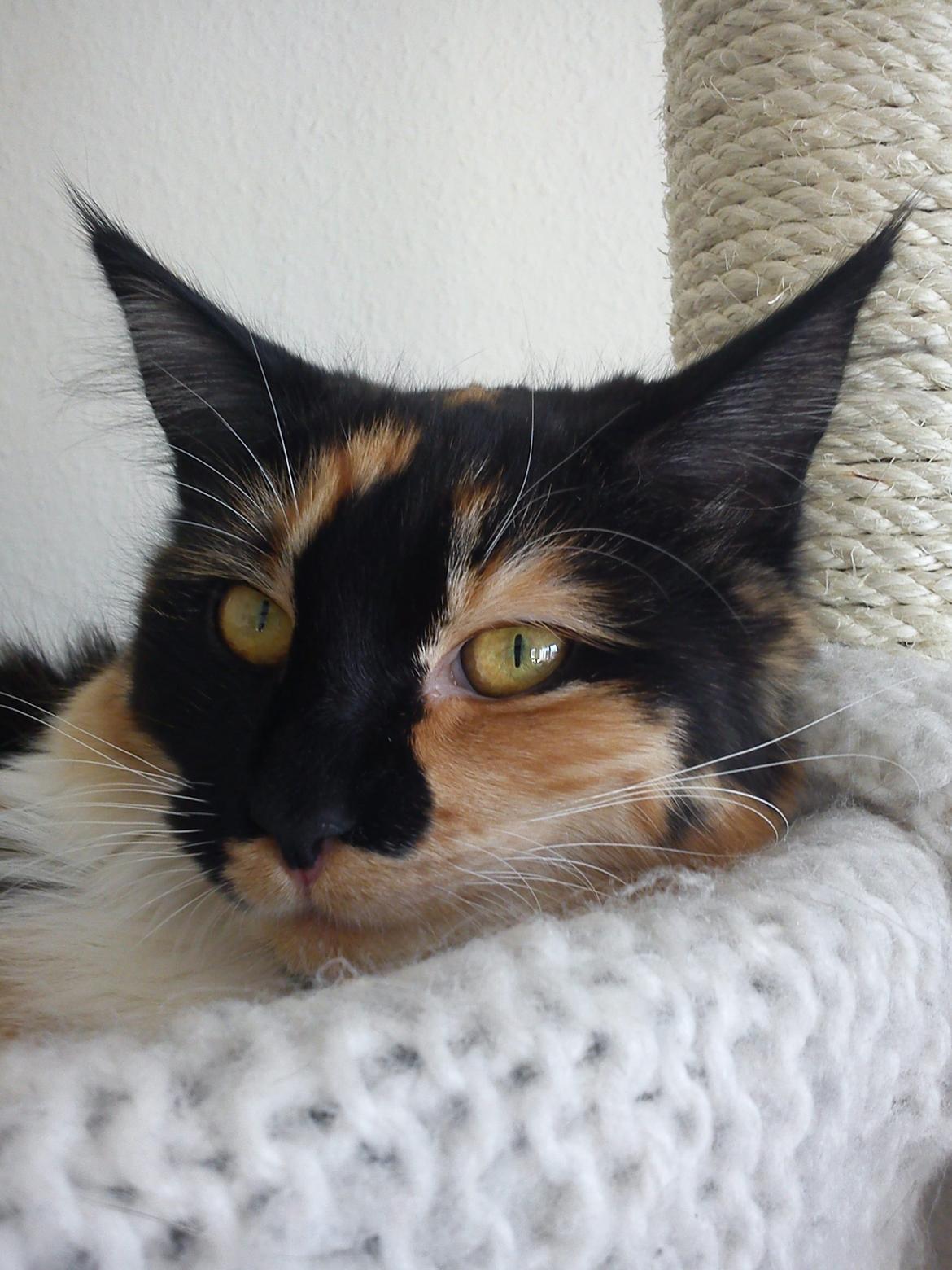 Maine Coon Damen billede 2