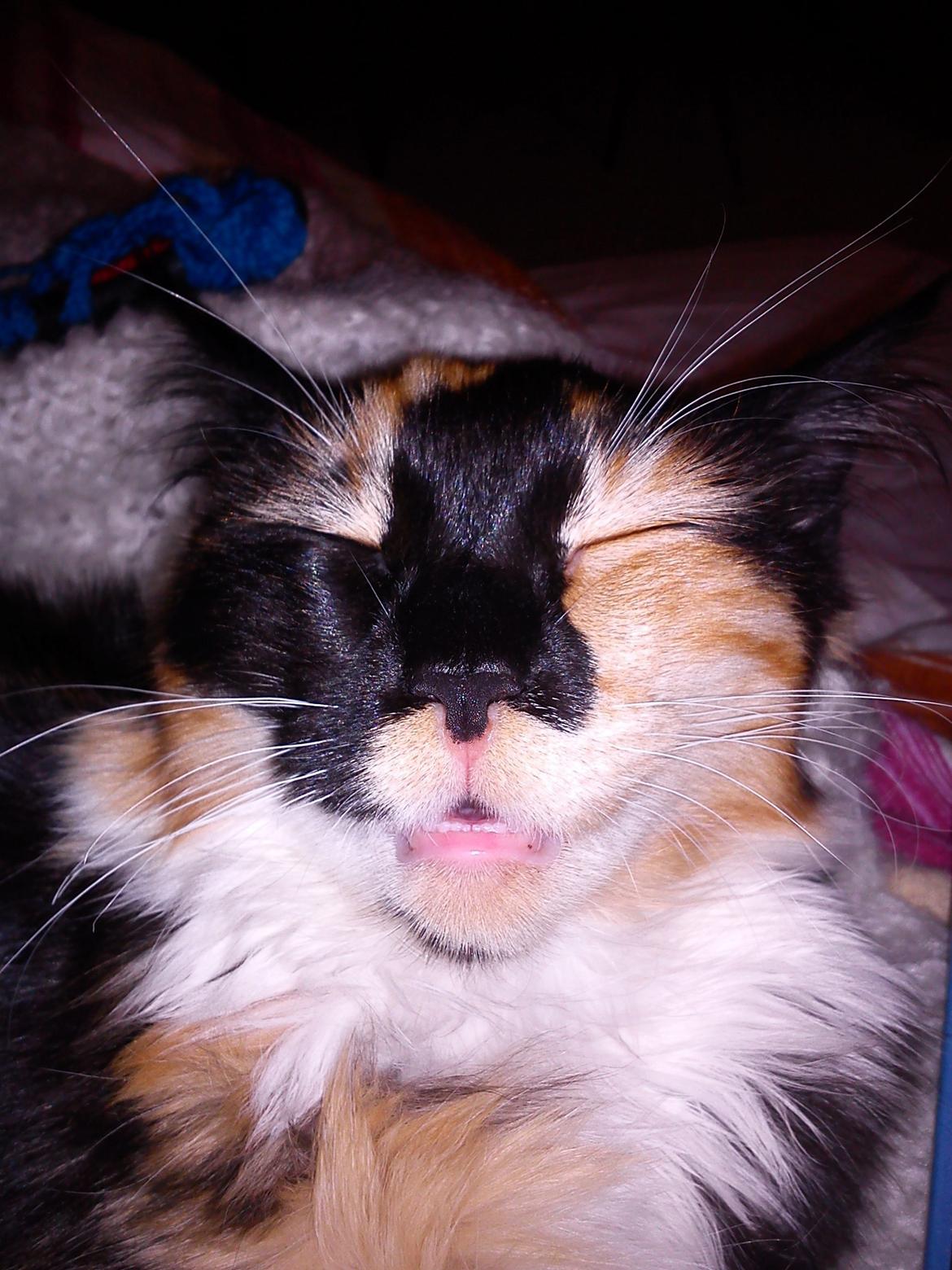 Maine Coon Damen billede 3